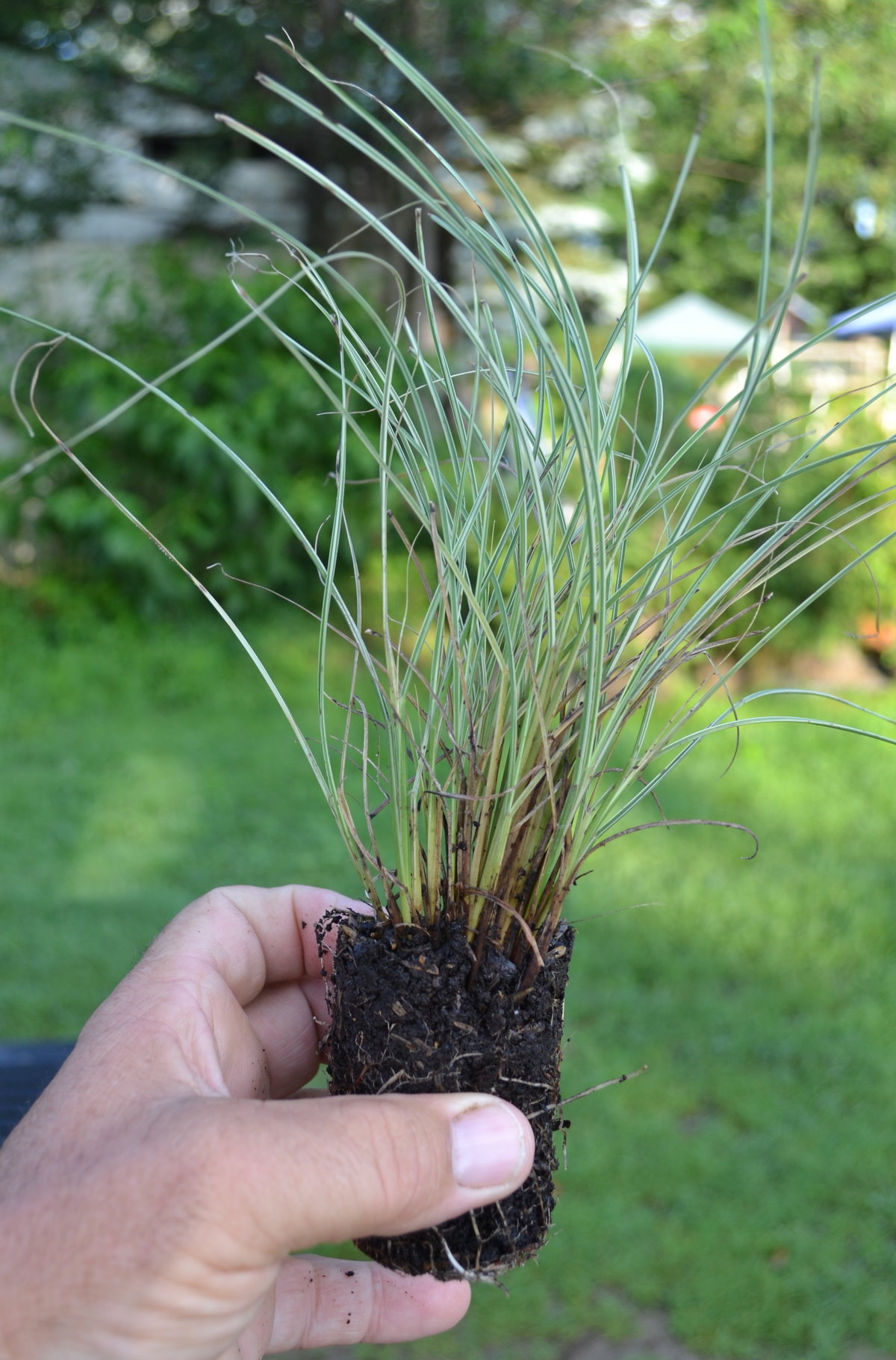 How to Turn $50 into $1,000 Growing Ornamental Grasses.