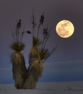 Plant By The Moon
