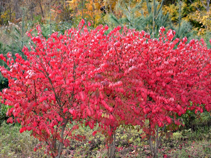 8 Plants With Spectacular Fall Colors