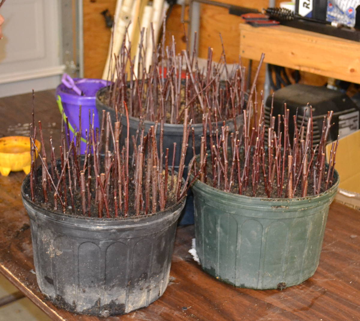 Buckets of hardwood cuttings of Purple Sandcherry.