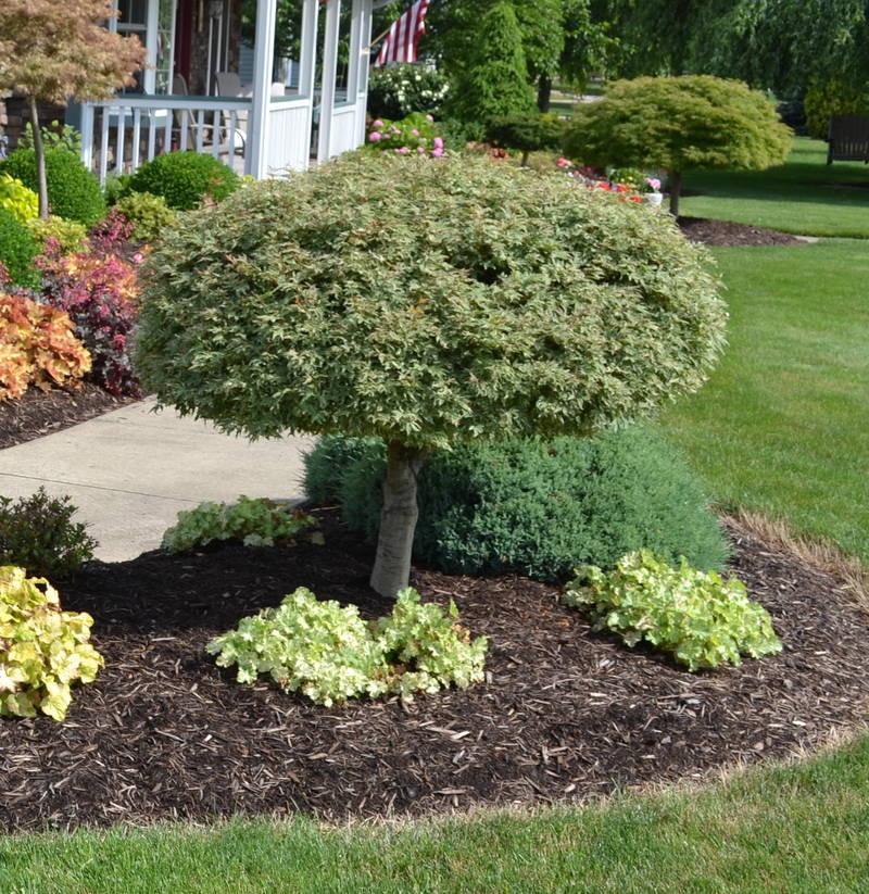 Using ‘Butterfly’ Japanese maple in a landscape design.