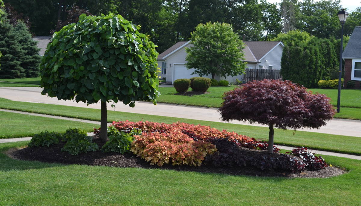 Landscaping Ideas for an Island Planting in the Front Yard.