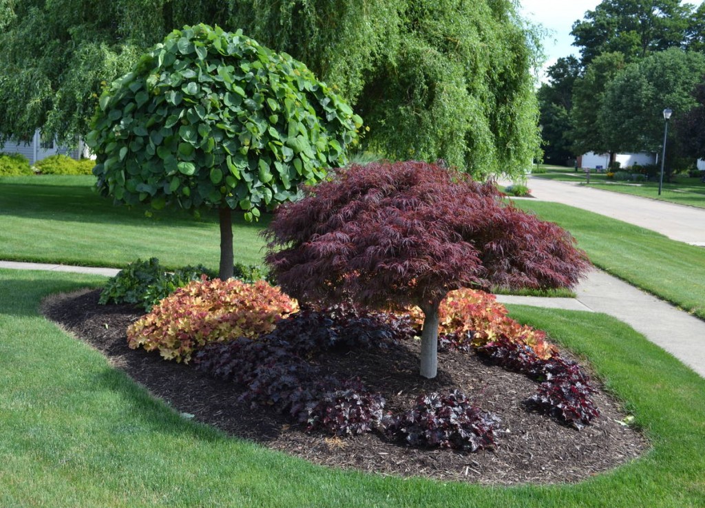 A Laceleaf Weeping Japanese Red Maple and a Lavender Twist Redbud in a bed with some Coral Bells.