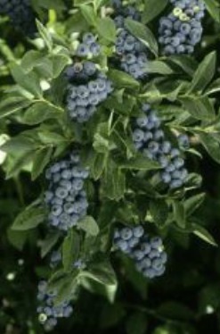 What is a good way to plant blueberry bushes?