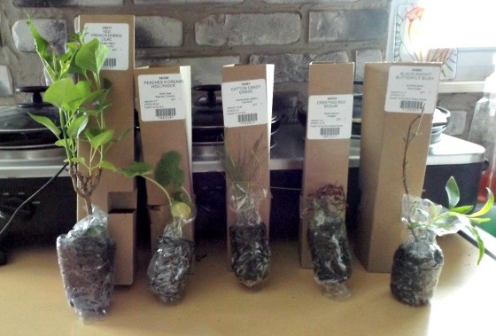 My plant order from an online retailer.