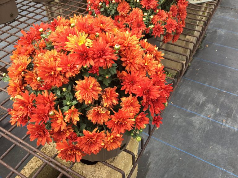 How to Propagate Mums