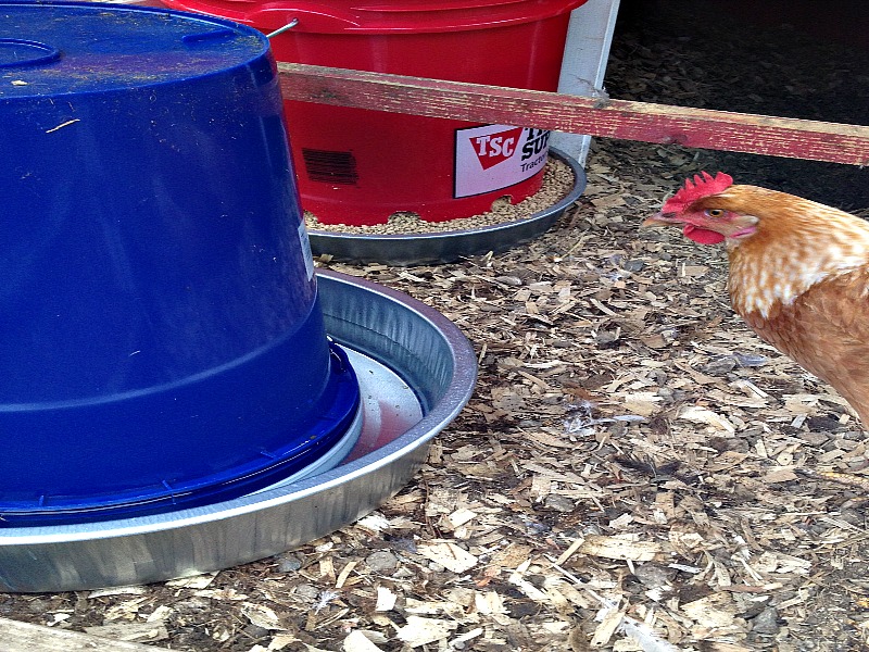 completed chicken waterer
