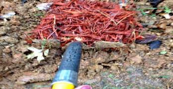 how to amend clay soil
