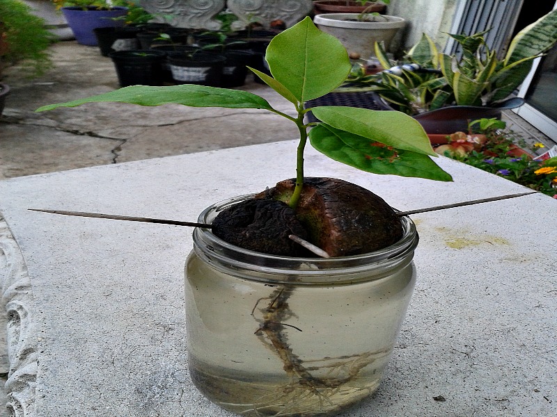 avocado tree growth