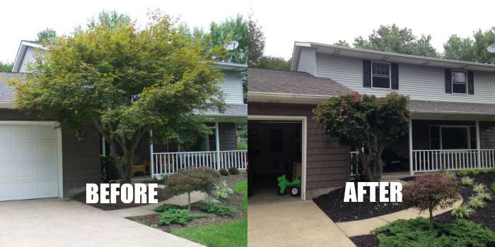 Overgrown Shrubs Before And After