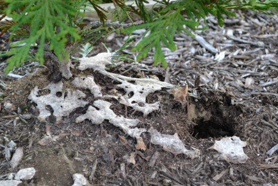 how to remove shotgun fungus from car