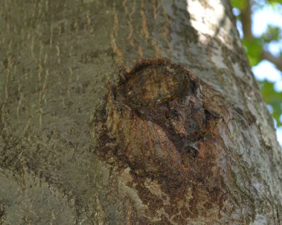 Tree pruning tips, a wound that is not healing well.