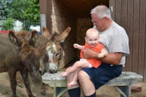Baby meets donkeys!