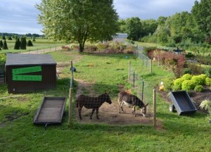 Original plans didn't include two minature donkeys, but today they are very much a part of what we do.
