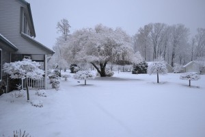 Lavender Twist Redbud and other weeping trees covered in snow.