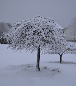 Snow covered Lavender Twist Weeping Redbud tree.