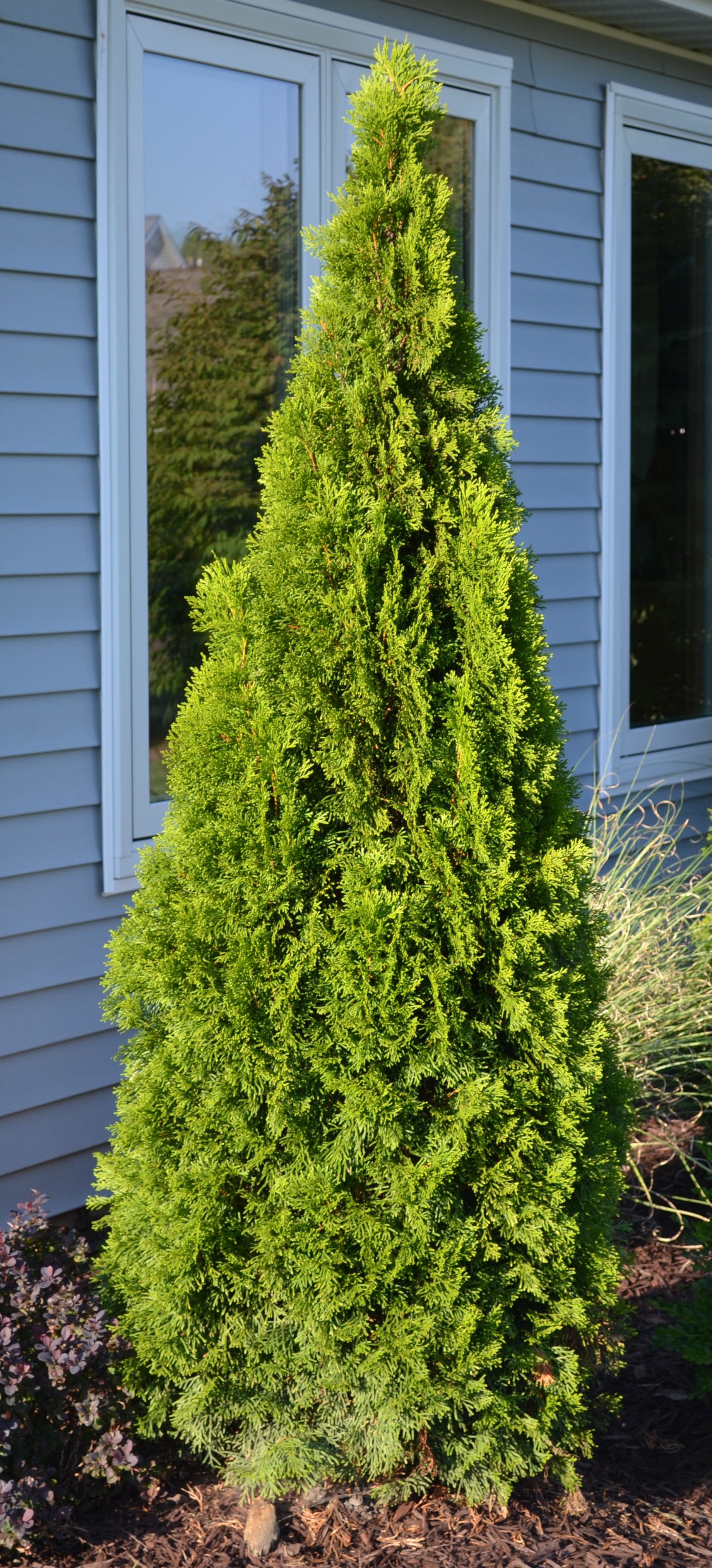 Emerald Green Arborvitae Spacing For Privacy - emerald green arborvitae spacing for privacy