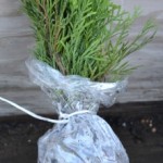 Emerald Green Arborvitae Rooted Cuttings 10 in a bundle.