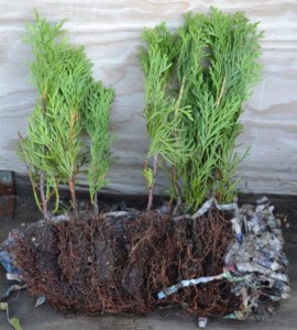 Emerald Green Arborvitae Rooted Cuttings.