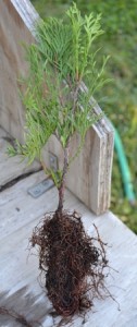 Emerald Green Arborvitae Rooted Cutting.