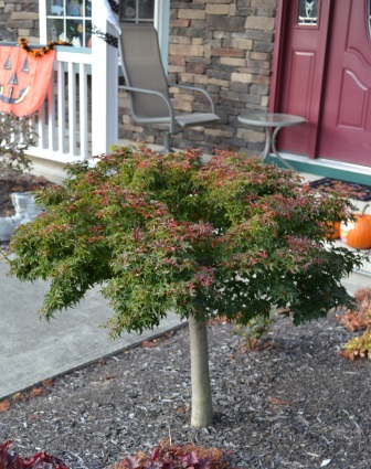 Lion's Head Japanese Maple Fall Color