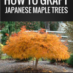 Japanese Maple Grafting DVD