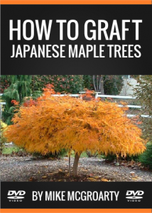 Japanese Maple Grafting DVD