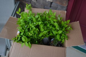 I Happily Paid $120.00 for this box of plants!
