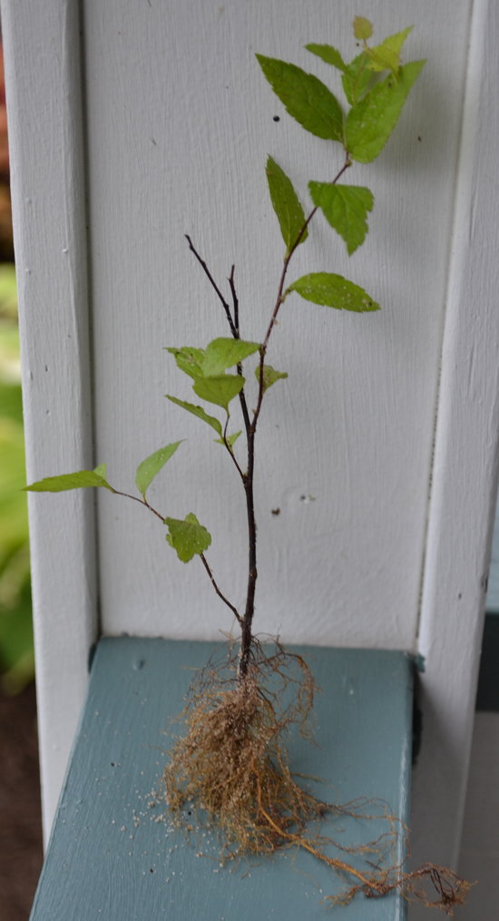 Gold Flame Spirea Rooted Cutting.