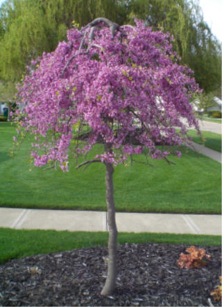 Lavender Twist Weeping Redbud Tree