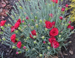 Dianthus, Sweet William, Carnation or Pink.