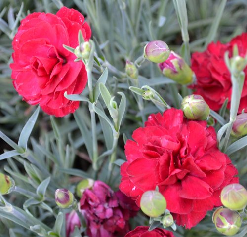 Dianthus, Sweet William, Carnation or Pink.