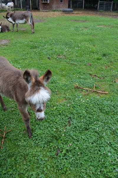 Mike's Plant Farm, Miniature Donkey.