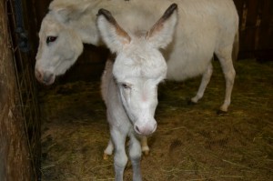 Stanley is still for sale at Cabinwood Farm