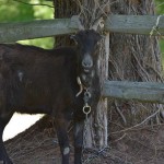 9 Tips for Breeding Goats