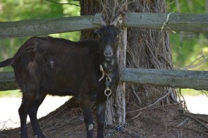 9 Tips for Breeding Goats