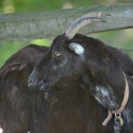 How to Care for Goats