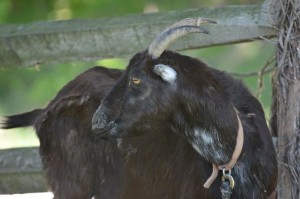 How to Care for Goats