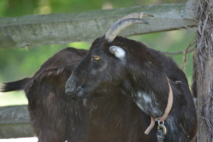 Caring for Goats: Dos and Don'ts