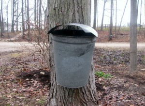 how-to-make-maple-syrup