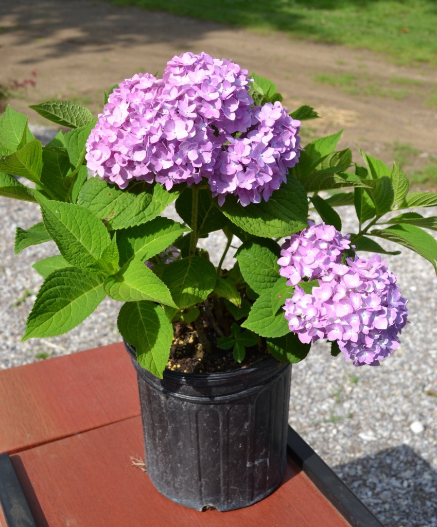 Nikko Blue Hydrangea. Growing, Propagating and Making them Bloom.