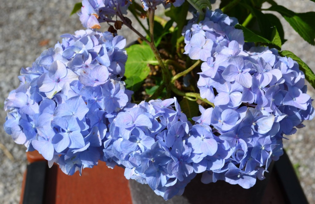 Nikko Blue Hydrangea. Growing, Propagating and Making them Bloom.