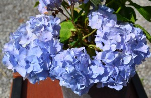 Nikko Blue Hydrangea with Great Blue Color.