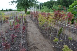 Controlling weeds in our Japanese maple growing area.