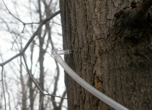 tapping-maple-trees