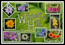 whistle-hill-nursery