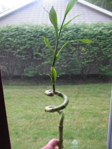 Bamboo Plant Care for Beginners