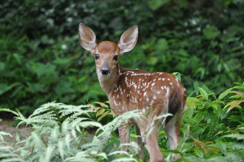 Deer May Be Peeing Themselves Out of Their Favorite Winter Habitats, Science