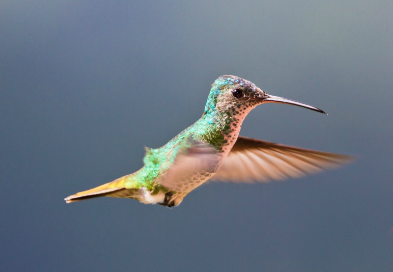 Solved A flying hummingbird picks up charge as it moves