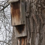 How to Build a Bat House